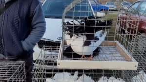 Сельские голуби. 03.12.2023 года.Ярмарка голубей, город Благодарный.