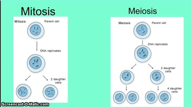 Comparing Mitosis and Meiosis смотреть онлайн