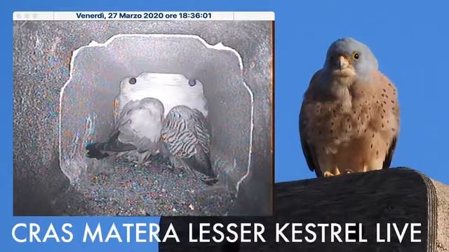 Live stream CRAS Matera смотреть онлайн