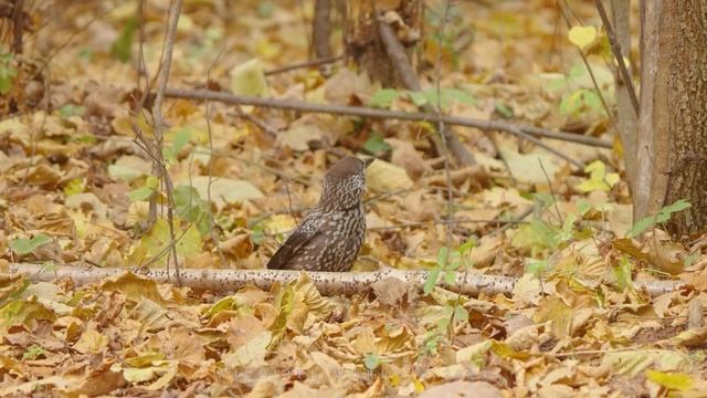 21-12-2024 смотреть онлайн