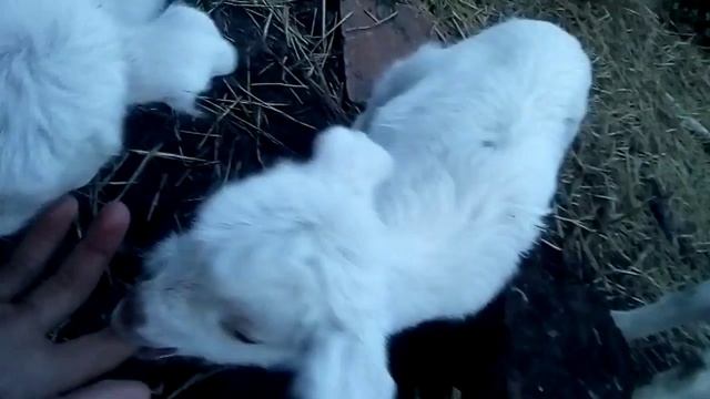 Маленькие извращенци