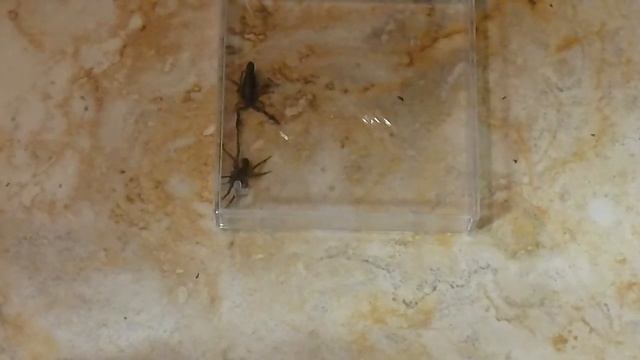 Wolf spider vs. devil scorpion смотреть онлайн