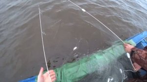 рыбалка сетями. Ряпушка. Дневная тряска. Встреча с ГИМС и природ.охр. + бонус