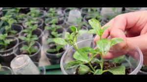 17 апреля. Обработка растений Актарой в теплице.