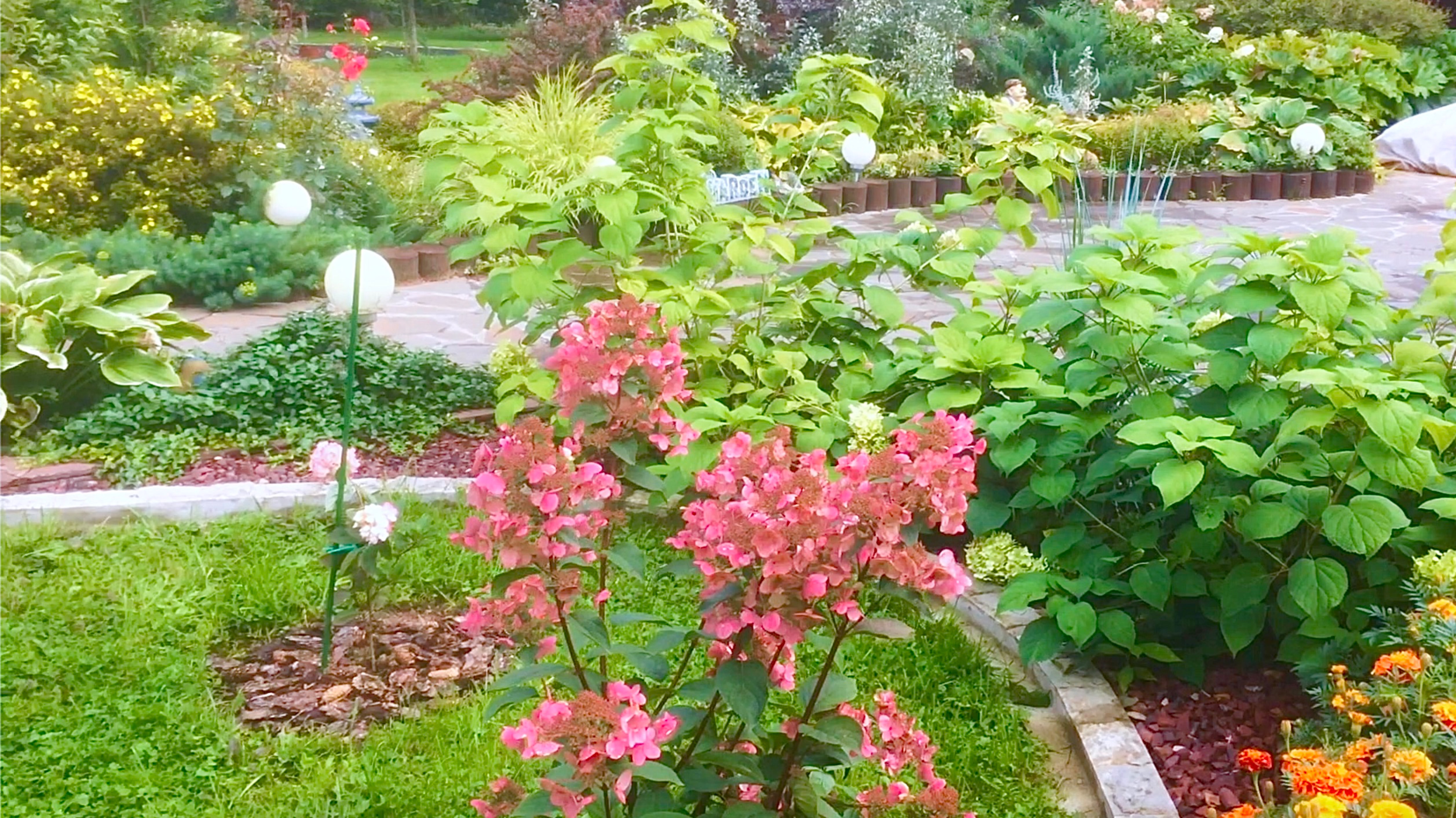 ГОРТЕНЗИИ МЕТЕЛЬЧАТЫЕ. ПЕРЕСОРТ ИЗ "БЕККЕР". Видео из архива 2021г. смотреть онлайн