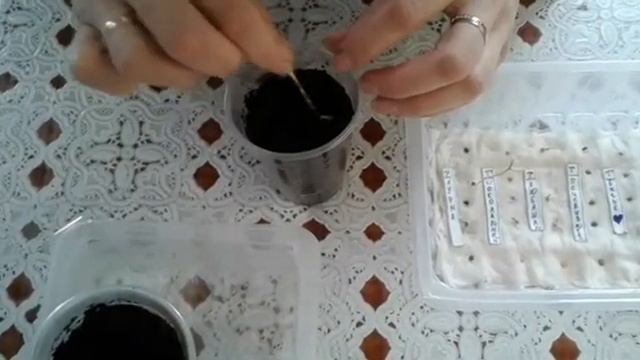 Посев томатов в Марте.🍅🍅🍅 смотреть онлайн