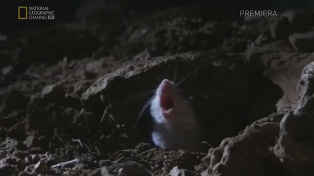 Grasshopper Mouse Howl смотреть онлайн