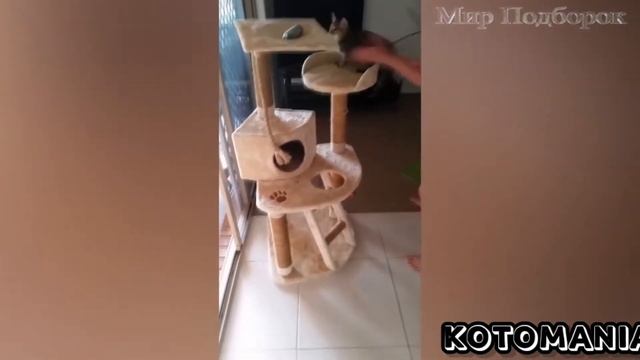 Коты vs огурцы смотреть онлайн