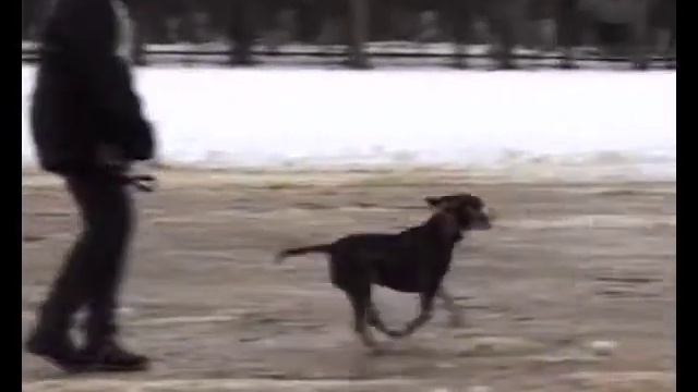 Служебное собаководство в Реутове 1999г.