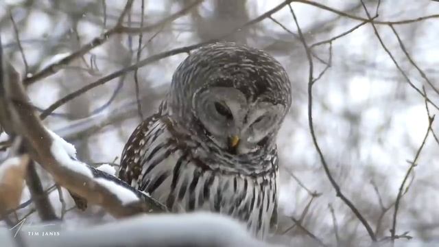 Зима, прекрасный вид, зимний пейзаж, спокойная музыка, новогодняя музыка смотреть онлайн