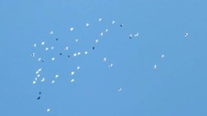 Голуби летают ,а мы наблюдаем и отдыхаем ..mp4