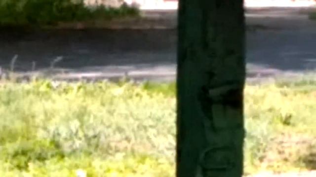 Ворона и пузырек. 23.05.2018. смотреть онлайн