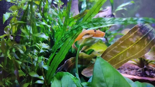 Вы посмотрите на эту наглую рожу... смотреть онлайн