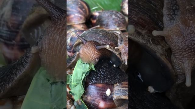 The best food for snails: unripe pawpaw/leaves. #snail #farm смотреть онлайн