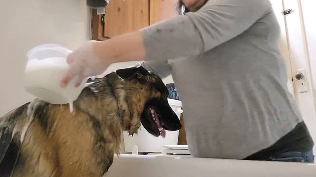 DOG SPRAY THAT ACTUALLY WORKS WHEN A SKUNK WINS