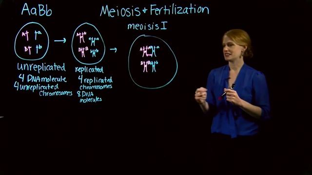 Meiosis and Fertilization Compressed смотреть онлайн