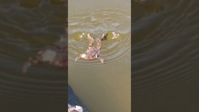 Лягушка плавает на деревяшке смотреть онлайн