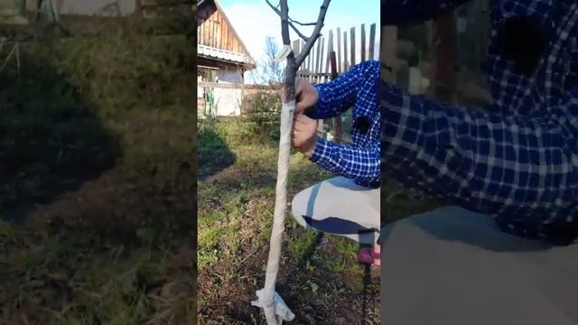 Не белю свои #деревья, а использую это... смотреть онлайн