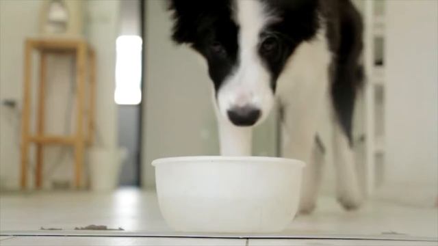 Пить. To drink. Learn Russian. Conjugate verbs like a pro. смотреть онлайн