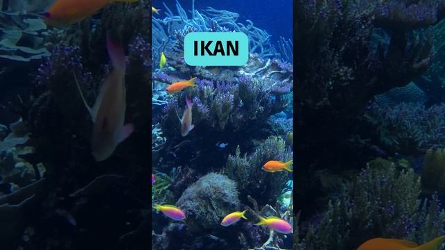 Mengenal nama hewan yang berawalan huruf I смотреть онлайн