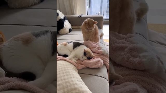 #shorts#,смех, ржач, юмор, настроение, приколы.mp4 смотреть онлайн