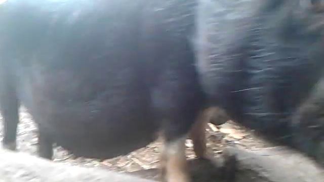 Вьетнамские травоядные смотреть онлайн