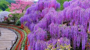 ЯПОНСКИЙ ПАРК  ГЛИЦИНИЙ Грациозный дождь  ASIKAGA FLOWER PARK