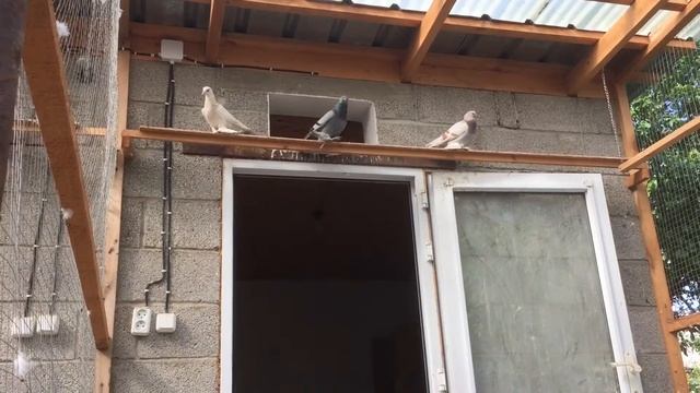 Домашние голуби смотреть онлайн