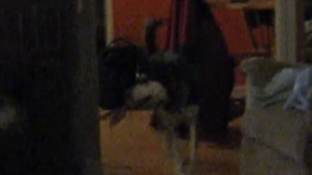 Husky Vs. Pit Bull смотреть онлайн