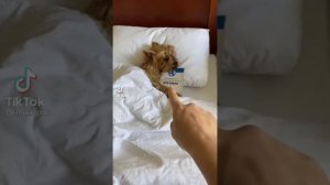 Смешные видио Мики Пики часть 3.