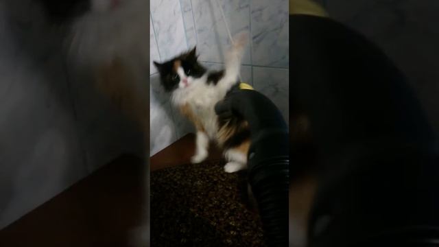 Кошка кайфует:DDD смотреть онлайн