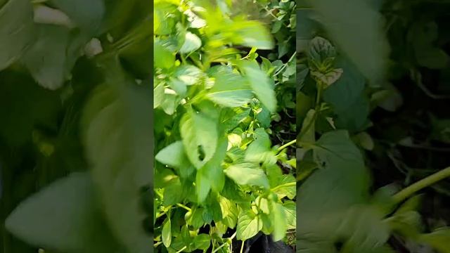 Сортовая мята ландыш, виноград, имбирная, земляничная, шарлотка, грейпфрут и др