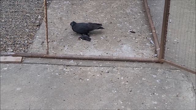 Сельские голуби. 05 09 2022 года, Беслана Северная Осетия. Бишкекские двухчубые, в гостях у Азиза. смотреть онлайн