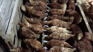 Как бороться с ожирением у кур