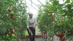 6 соток. Начало осени 2019 год.