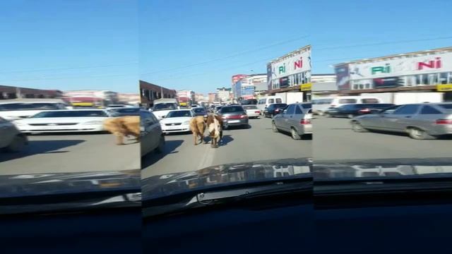 Тёлочки заблудились в центре Города! смотреть онлайн