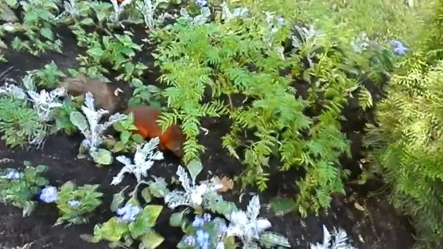 Где покормить белок с рук. Санкт-Петербург, Россия. смотреть онлайн