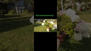 НОВИНКА 24года- Гортензия "ГРАУНДБРЕЙКЕР:.mp4