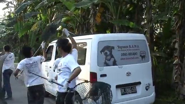 Bali Dog Cull Appeal from Dr Elly Hiby