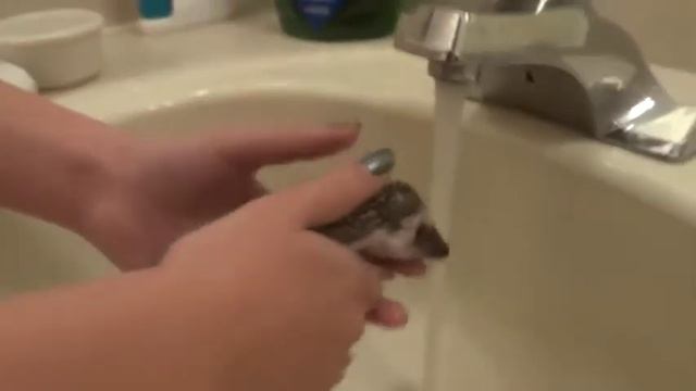 Poki the hedgehog смотреть онлайн