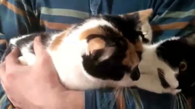 Наши прикольные кошки \ Our funny cats смотреть онлайн