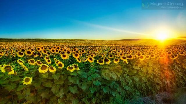 Урок 60 Природознавство 1 клас. Звідки береться олія? смотреть онлайн