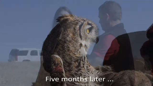 Great Horned Owl rescue from AltaLink's Jenner substation смотреть онлайн