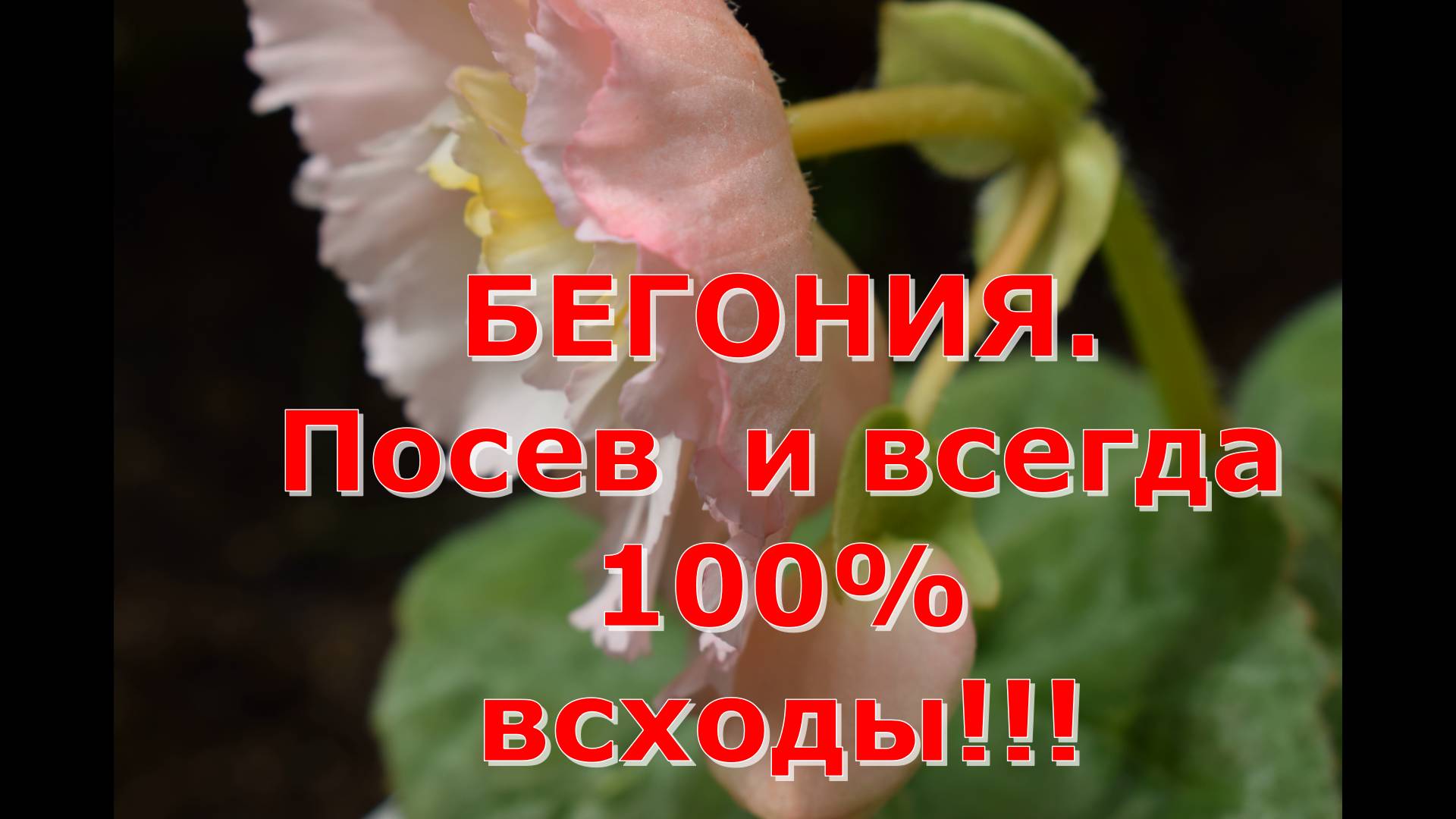 Бегония. Посев двумя способами и всегда 100% всходы смотреть онлайн