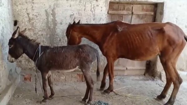 Donkey Meeting with horse - Animals Meeting - Horse mating