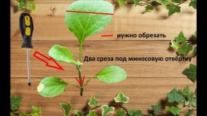 Прививка баклажана на Подвой Граундфорс F1