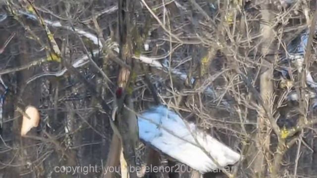 Седой или седоголовый дятел, лес, зима, Россия. смотреть онлайн