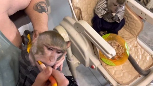 Чистим зубки Боре 28 ноября 2022 г.#макака #обезьяна #чистимзубы