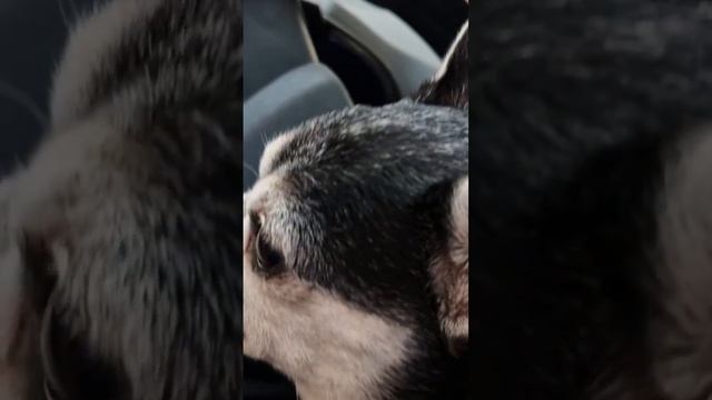 Лучший друг смотреть онлайн