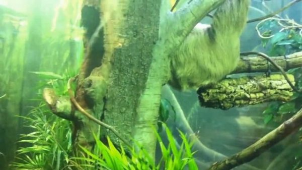 СЕРПЕНТАРИЙ. США.